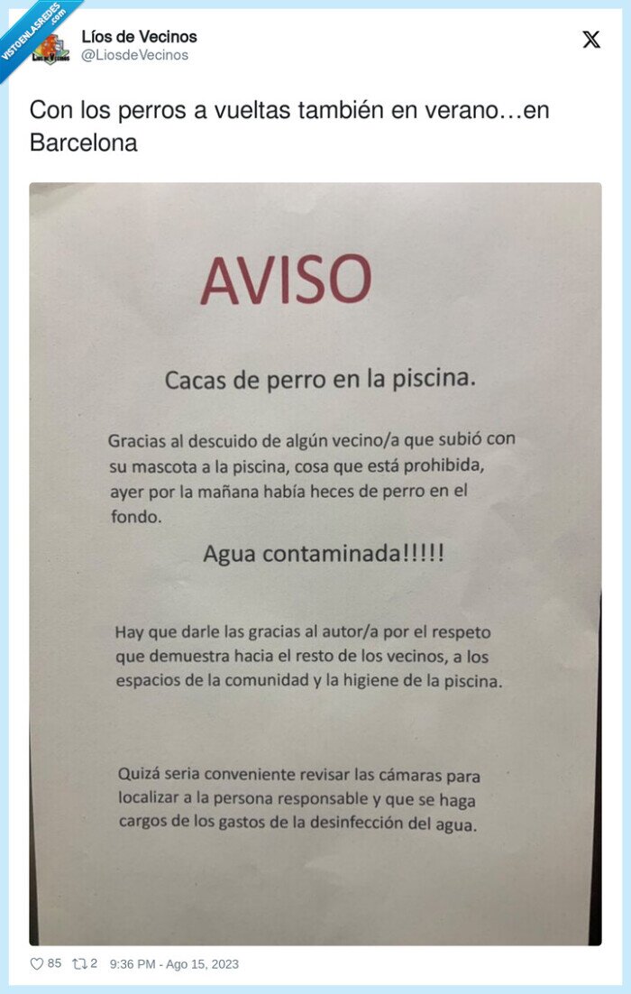 piscina,verano,caca,perro