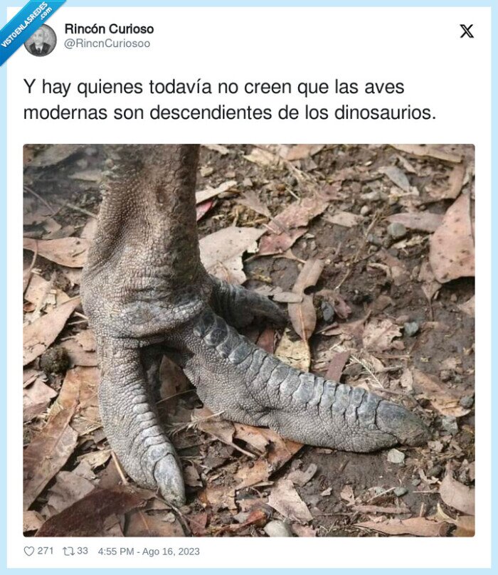 descendientes,dinosaurios,aves modernas