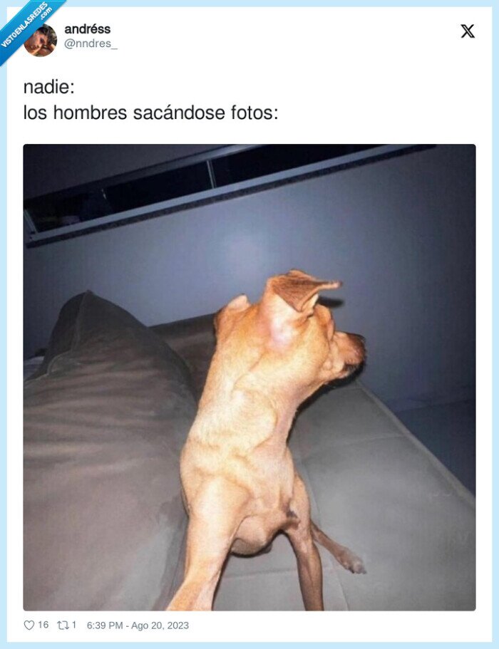 sacándose,hombres,girado,fotos,perro,colleja