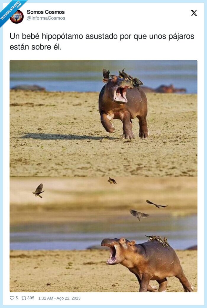 hipopótamo,asustado,pájaros,bebé