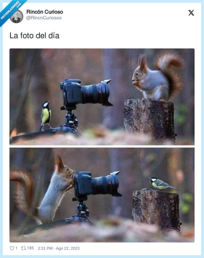 ardilla,pajaro,foto,cámara