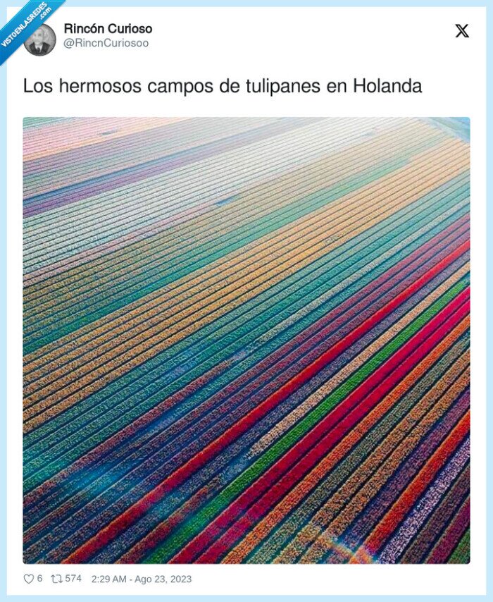 tulipanes,hermosos,holanda,campos