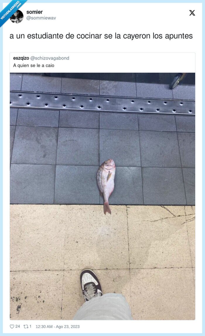 estudiante,cocinar,cayeron,apuntes,pez,pescado