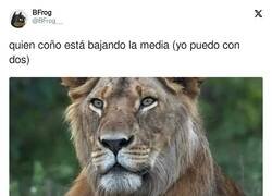 Enlace a Muy de machos, por @BFrog__