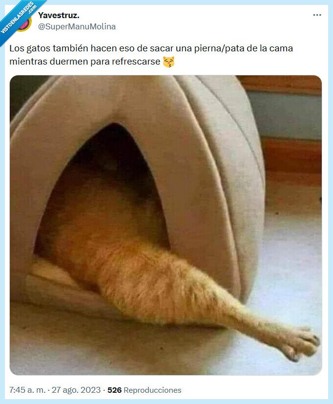 gatos,cama,refrescar,sacar,pierna,pata