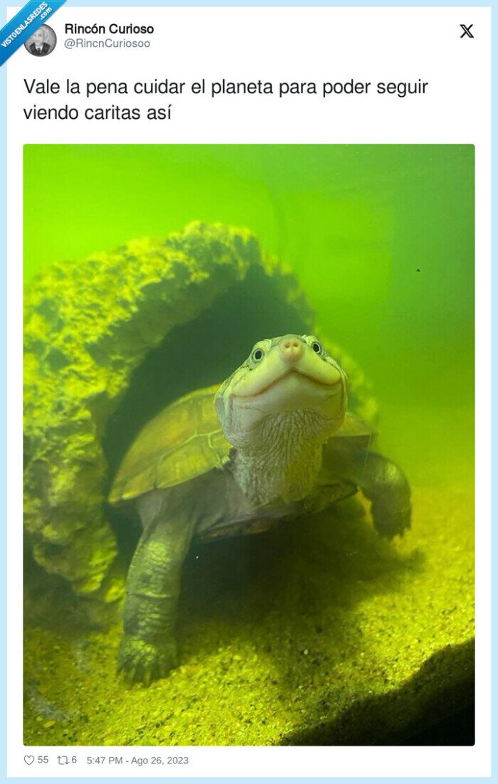 contenta,tortuga,carita,naturaleza