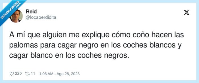 blanco,palomas,negros,coches,cagar