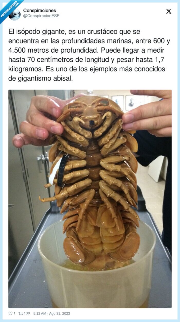 profundidades,centímetros,crustáceo,gigantismo,kilogramos