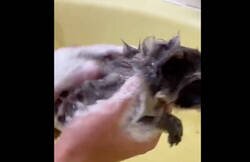 Enlace a Rescatan un mapache bebé medio muerto y se convierte en su hijo