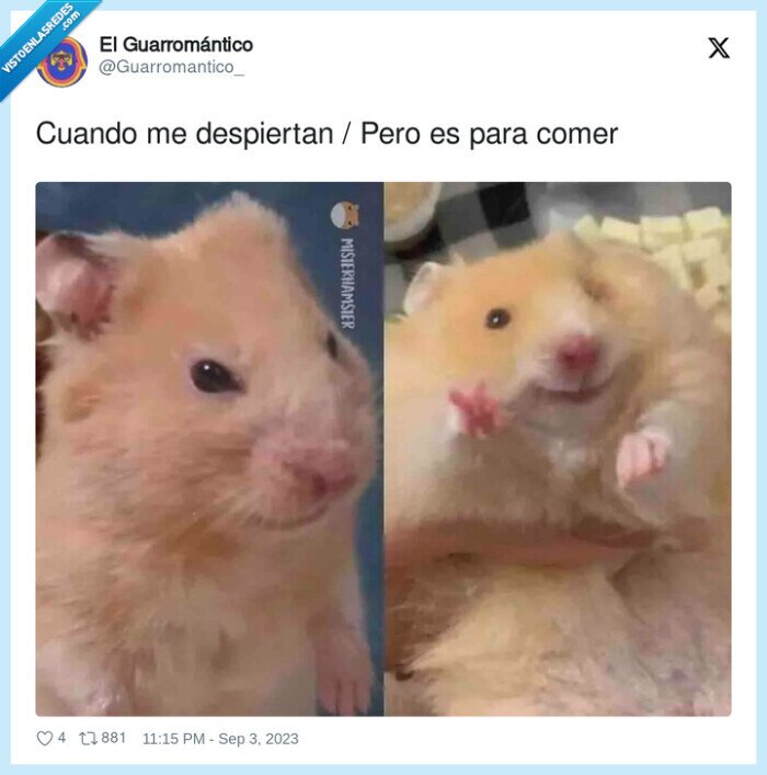 despertar,hamster,comer
