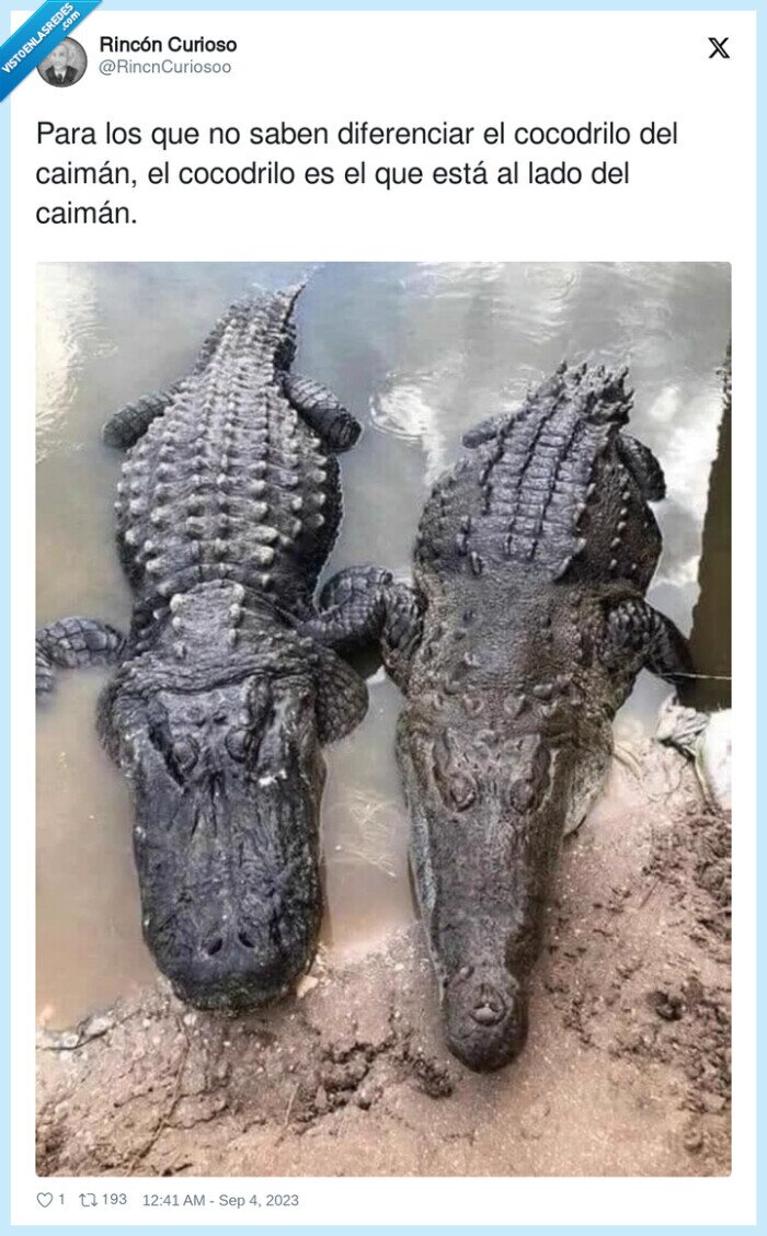diferenciar,cocodrilo,caim&aacute;n