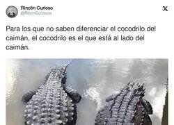 Enlace a Cocodrilo vs caimán, por @RincnCuriosoo