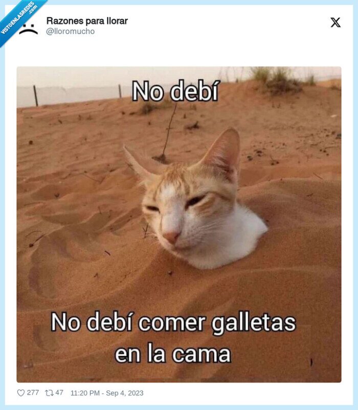 comer,galletas,cama,arena