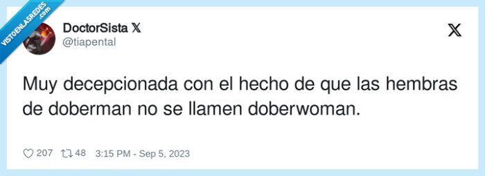 doberwoman,doberman,hembras,perro