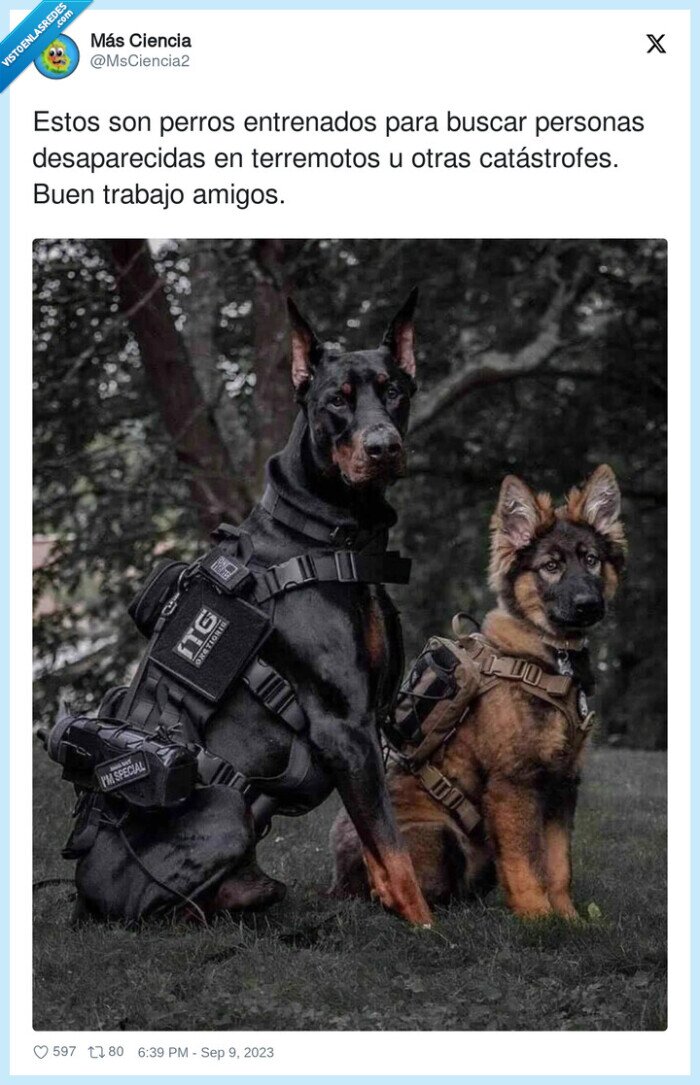 marruecos,terremoto,dep,perros,catástrofes,entrenados,terremotos,personas,trabajo