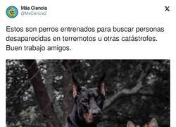 Enlace a Perros más útiles que el 99% de la gente que está rajando en redes sociales, por @MsCiencia2