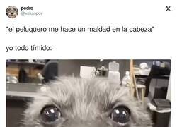 Enlace a Y por dentro pensando que ya crecerá, por @xokaspov