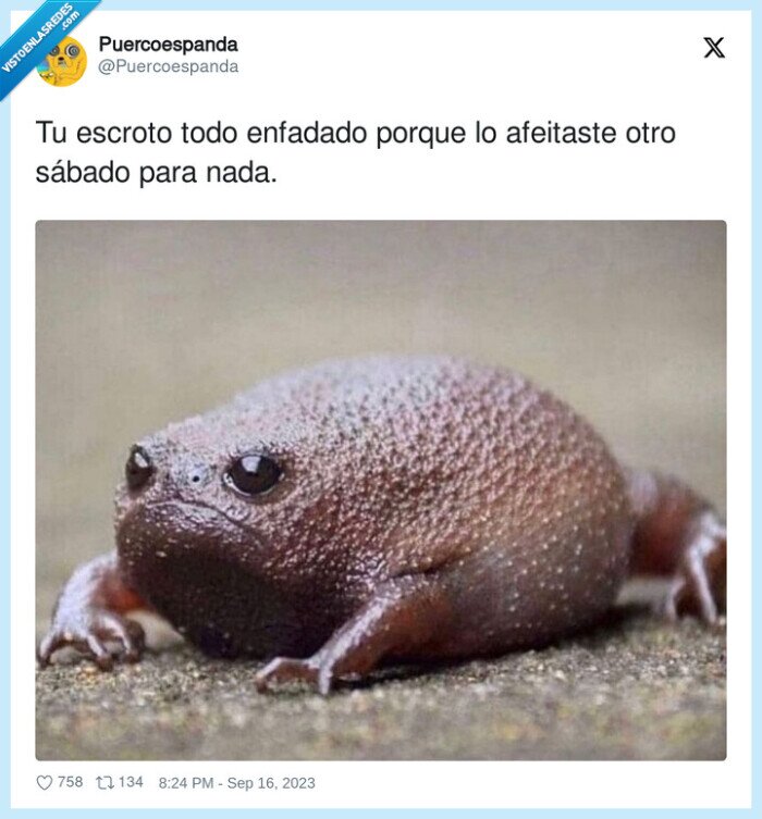 afeitaste,enfadado,escroto,sábado