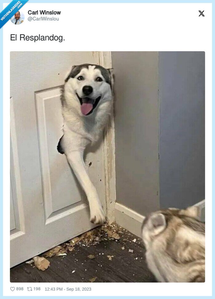 resplandog,perro,husky,el resplandor