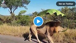 Enlace a León usando una hoja  como paraguas para protegerse del sol