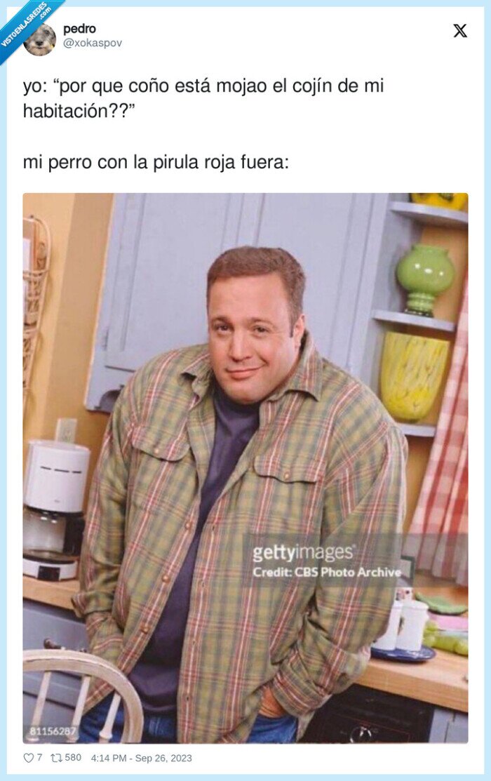 habitación,cojín,pirula,perro