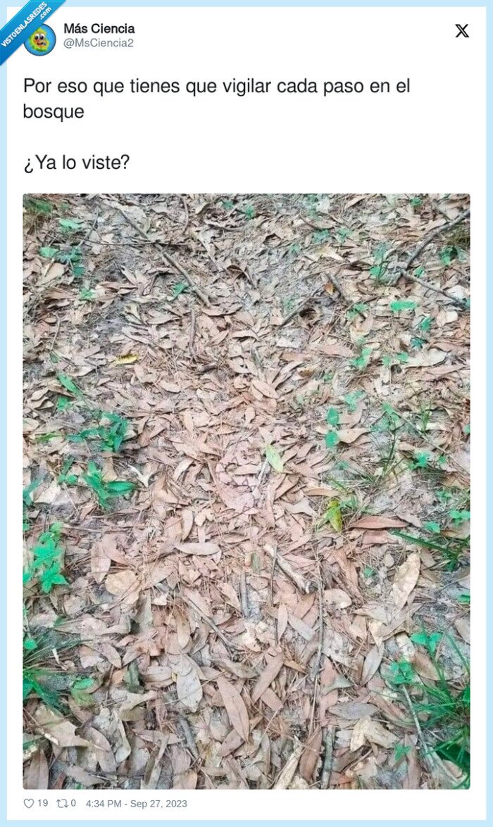 vigilar,bosque,ver,hojas