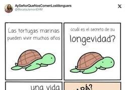 Enlace a Qué cabronas son las tortugas pensándolo así, por @BocataJamonEHM