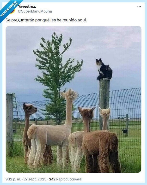 reunido,gatos,llamas