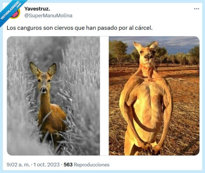 ciervos,canguros,cárcel