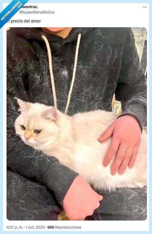 precio,amor,gato,pelos