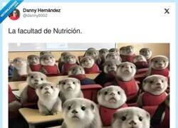 Enlace a Me has convencido, voy a estudiar nutrición, por @danny8002