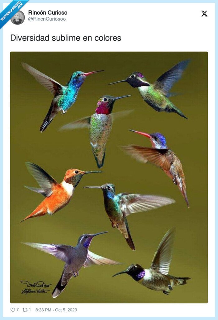 diversidad,sublime,colores,colibri,pajaro