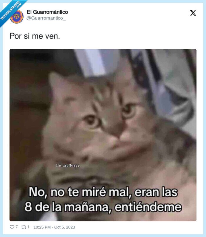 malhumor,mañana,madrugar,gato,enfadado