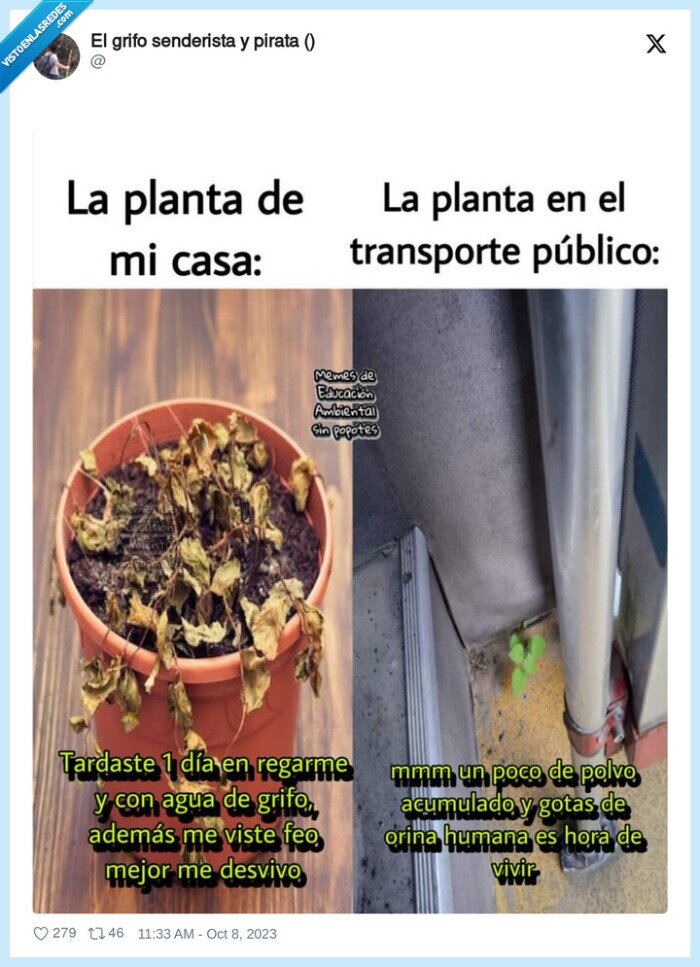 planta,regar,crecer,nacer,naturaleza