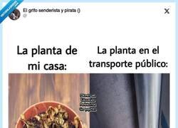 Enlace a Mala hierba nunca muere, por @ErigolDelViento