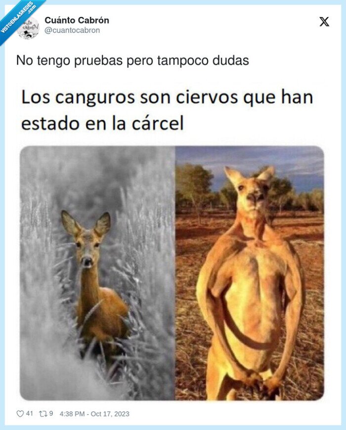 canguro,ciervo,mazado,cachas