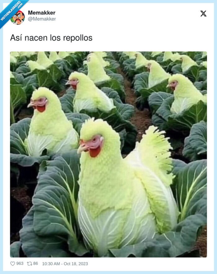 1472106 - La verdad es que no tengo ni idea de qué aspecto tiene un repollo, por @Memakker