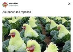 Enlace a La verdad es que no tengo ni idea de qué aspecto tiene un repollo, por @Memakker