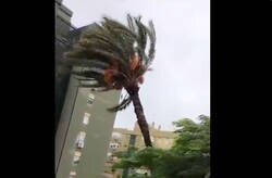 Enlace a Entre la señora diciendo se ha caído la palmera 278382 veces y el señor con el paraguas que de milagro se salva, es una obra maestra audiovisual