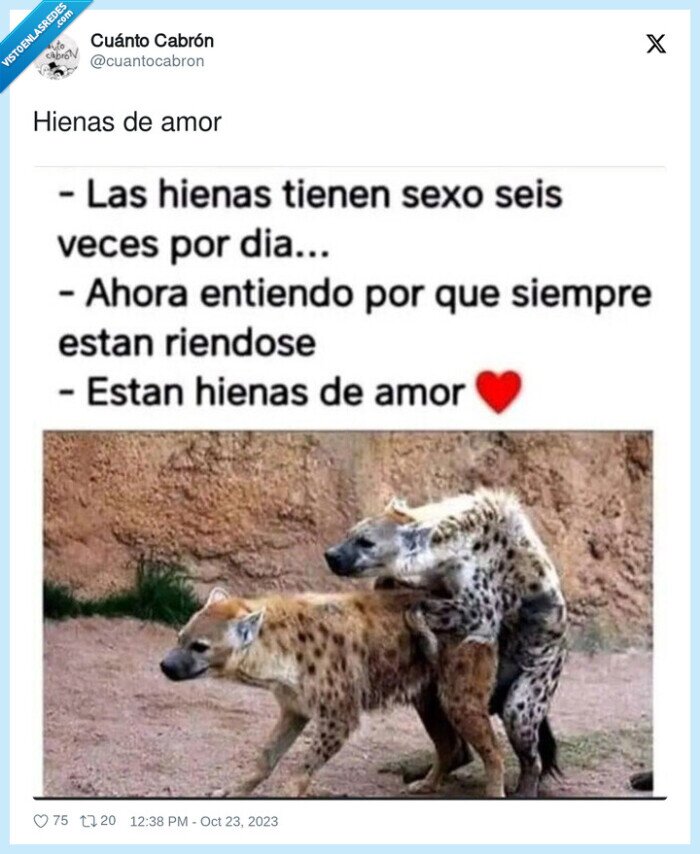 hienas,amor