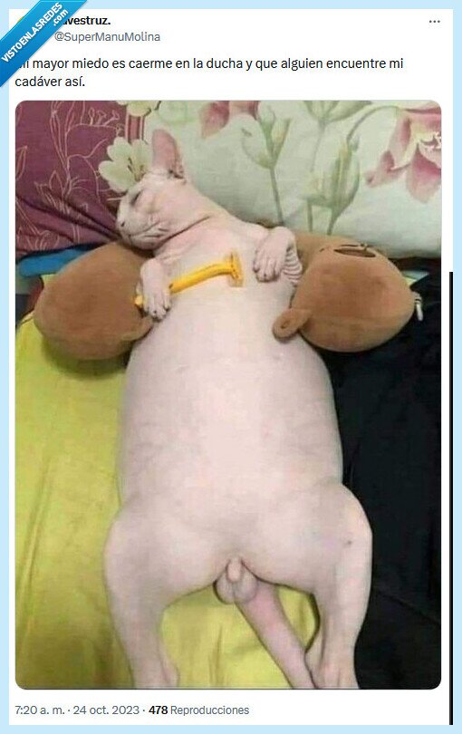 ducha,caer,miedo,gato