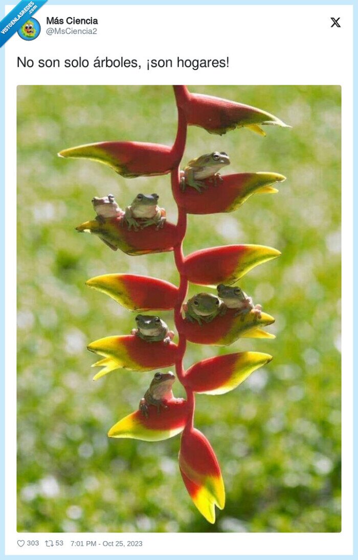 árboles,hogares,ranas