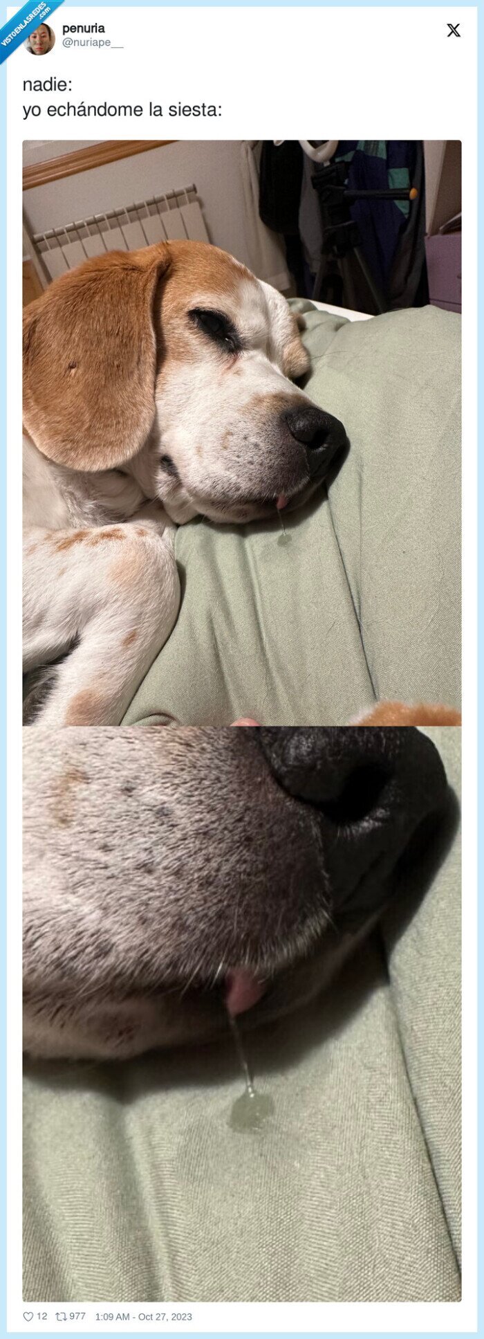 perro,siesta,baba