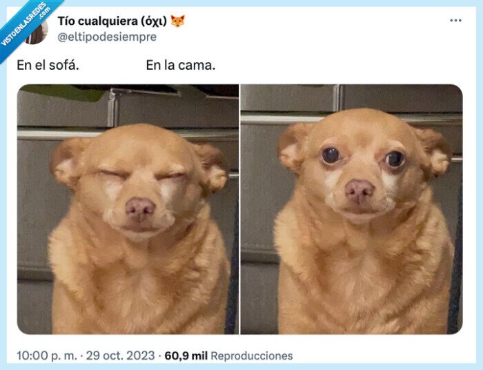 sofá,cama,perro,despierto