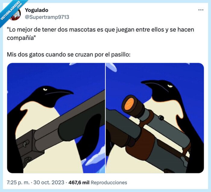 compañía,mascotas,pasillo,pegarse,juegan