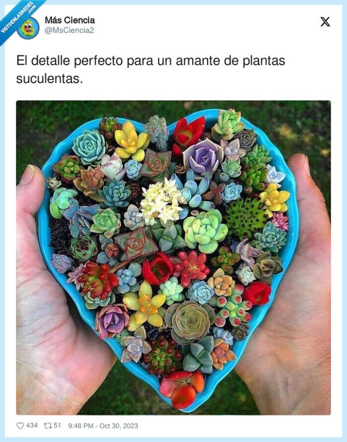 suculentas,perfecto,detalle,plantas,amante