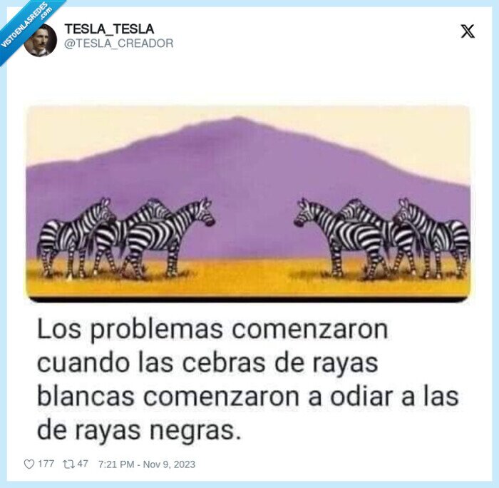 cebras,rayas,negras,blanca