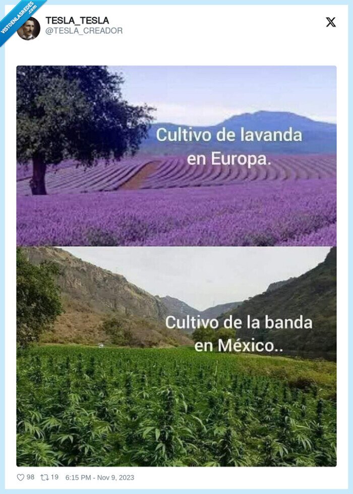 cultivos,maria,lavanda
