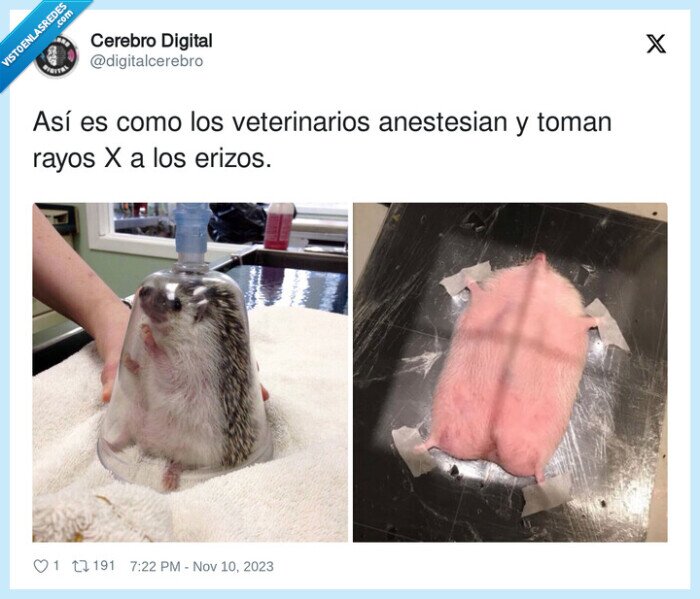 veterinarios,anestesiar,erizos,rayos x