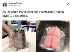 Enlace a Me da mucha cosilla verlo ahí espatarrado, por @digitalcerebro